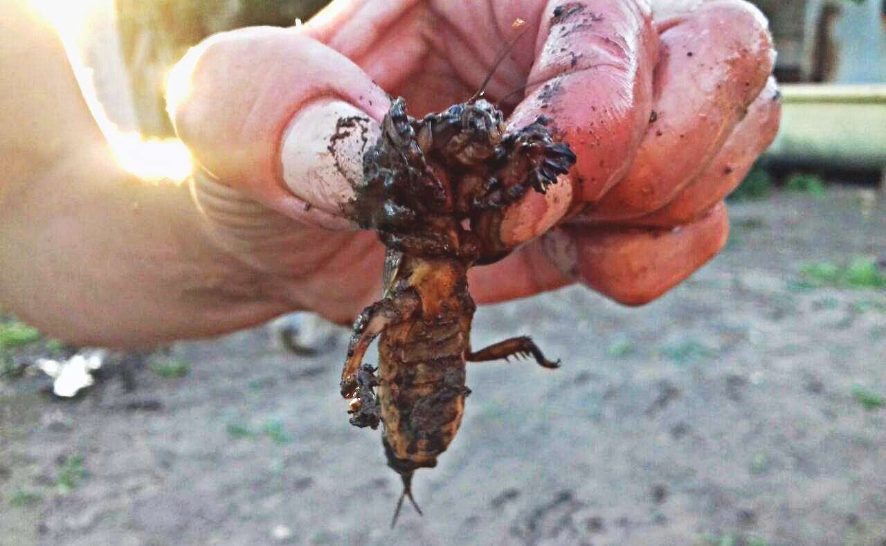медведка фото медведка фото
