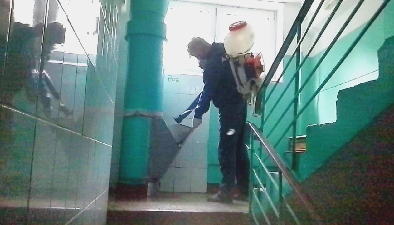 тараканы в подьезде