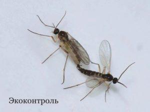 Сциариды Сциариды